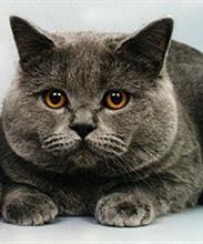 Британская короткошерстная кошка
