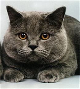 Британская короткошерстная кошка