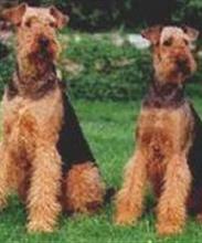 Эрдельтерьер (AIREDALE TERRIER)