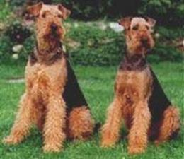 Эрдельтерьер (AIREDALE TERRIER)