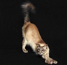 Яванская кошка