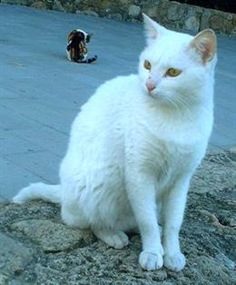 Анатолийская кошка