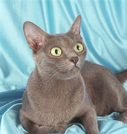 Таиландская кошка