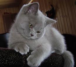 Британская короткошерстная