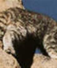 Андская кошка (Andean mountain cats)