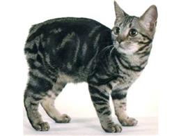 Манкс (мэнская бесхвостая кошка)