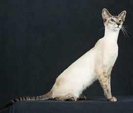 Колорпойнт короткошерстный