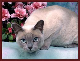 Тонкинез (тонкинская кошка)