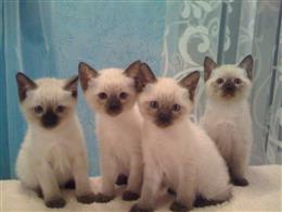 Тайская кошка