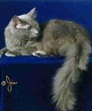 Кошка Нибелунг