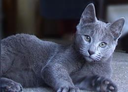 Русская голубая кошка