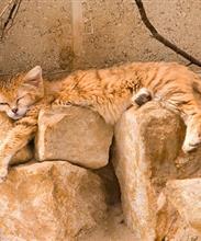 Барханная кошка (песчаная кошка), лат наз Felis margarita