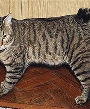 Курильская кошка
