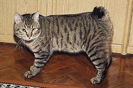 Курильская кошка
