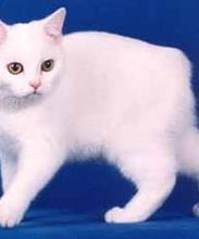 Мэнская кошка