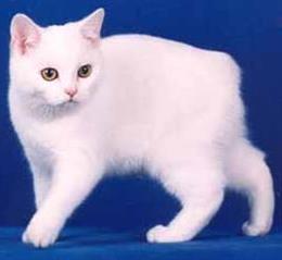 Мэнская кошка