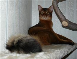 Сомалийская кошка