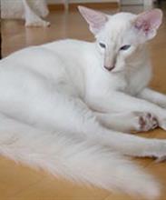 Балинезийская кошка