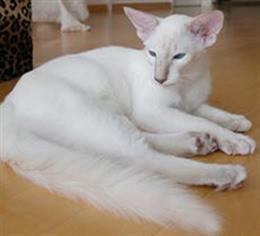 Балинезийская кошка