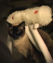 Короткошерстная Тайская кошка