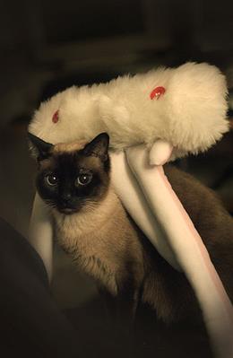 Короткошерстная Тайская кошка
