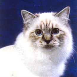 Священная бирманская (Sacred Birman)