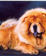 Чау-чау (Chow Chow)