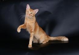Яванез, Яванская кошка, Мандарин, Ориентальная длинношёрстная