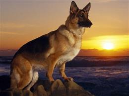 Немецкая овчарка (Deutscher Schaferhund)
