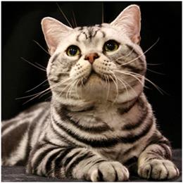 Американская короткошерстная