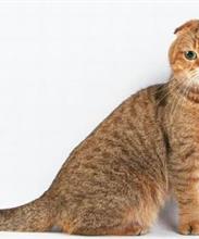 Скоттиш-фолд