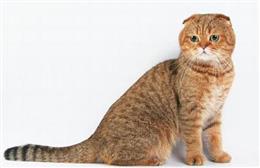 Скоттиш-фолд