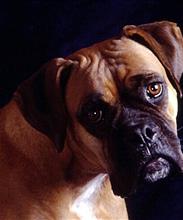 Немецкий боксер (Deutsche Boxer )