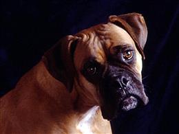 Немецкий боксер (Deutsche Boxer )
