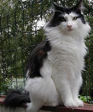 Норвежская длинношерстная кошка (Norsk Skogkatt)