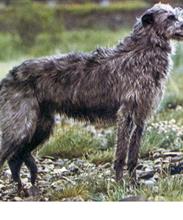 Дирхаунд (Deerhound)