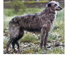 Дирхаунд (Deerhound)