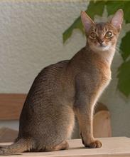 Абиссинская кошка