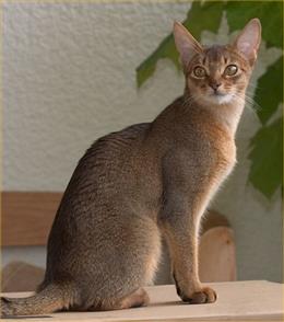 Абиссинская кошка