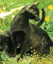 Ориентальная кошка (Oriental cat)