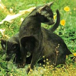 Ориентальная кошка (Oriental cat)