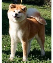 Акита-ину ( Akita Inu )
