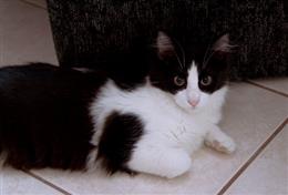Эгейская кошка (Aegean cat)