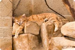Барханная кошка (песчаная кошка), лат наз Felis margarita