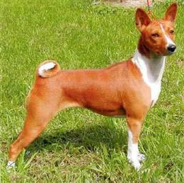 Басенджи (Конголезская собака)